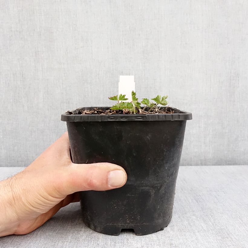 Example of Geranium vivace Silvia's surprise Pot de 1,5L/2L as you get in printemps