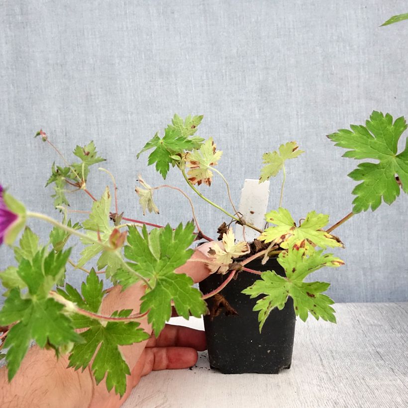 Spécimen de Géranium vivace Sweet Heidi Godet de 8/9 cm tel que livré en été