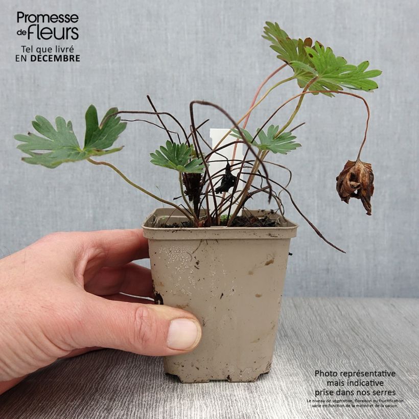 Spécimen de Geranium vivace Tiny Monster Godet de 8/9 cm tel que livré en automne
