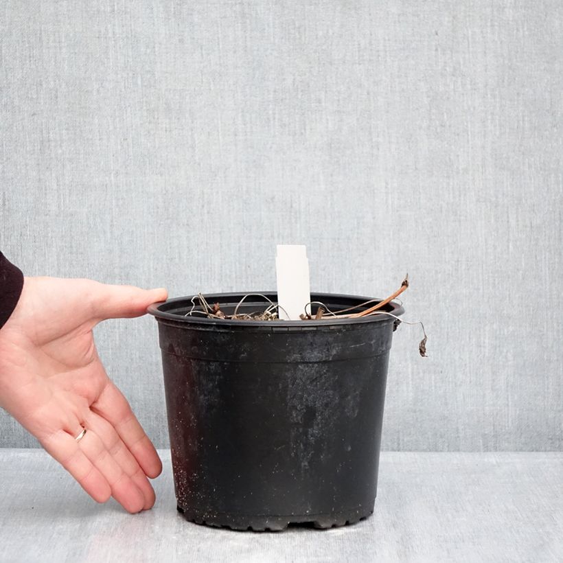 Spécimen de Géranium vivace wallichianum Crystal Lake - Géranium vivace mauve clair Pot de 2L/3L tel que livré en hiver