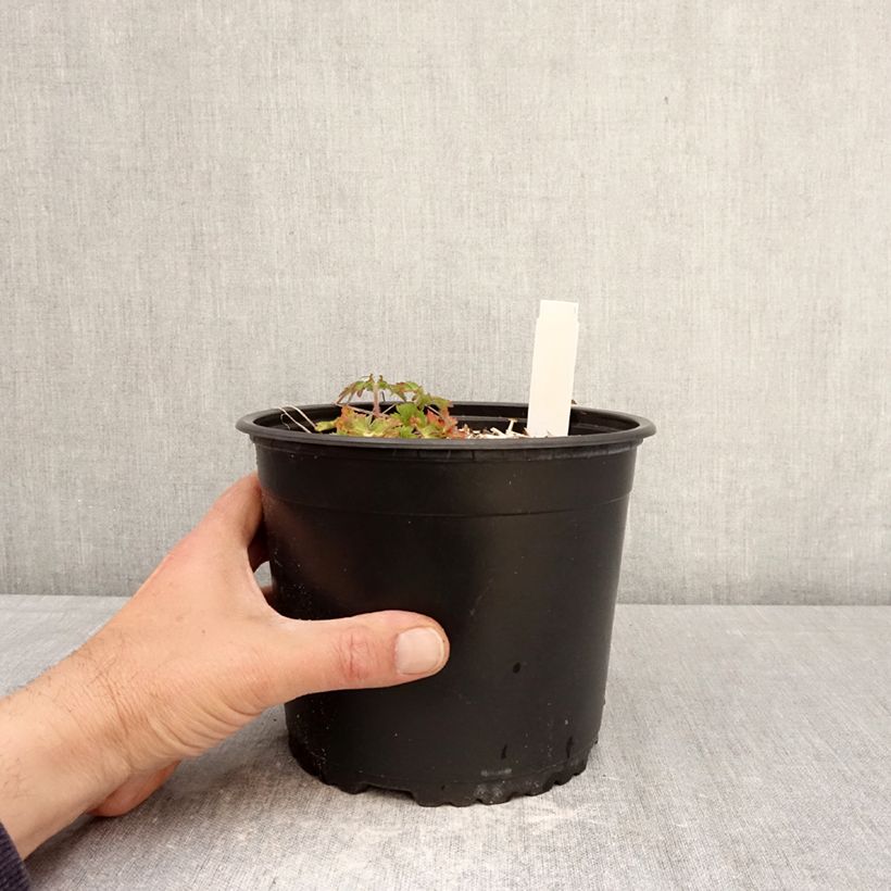 Spécimen de Géranium vivace wallichianum Crystal Lake - Géranium vivace mauve clair Pot de 2L/3L tel que livré au printemps
