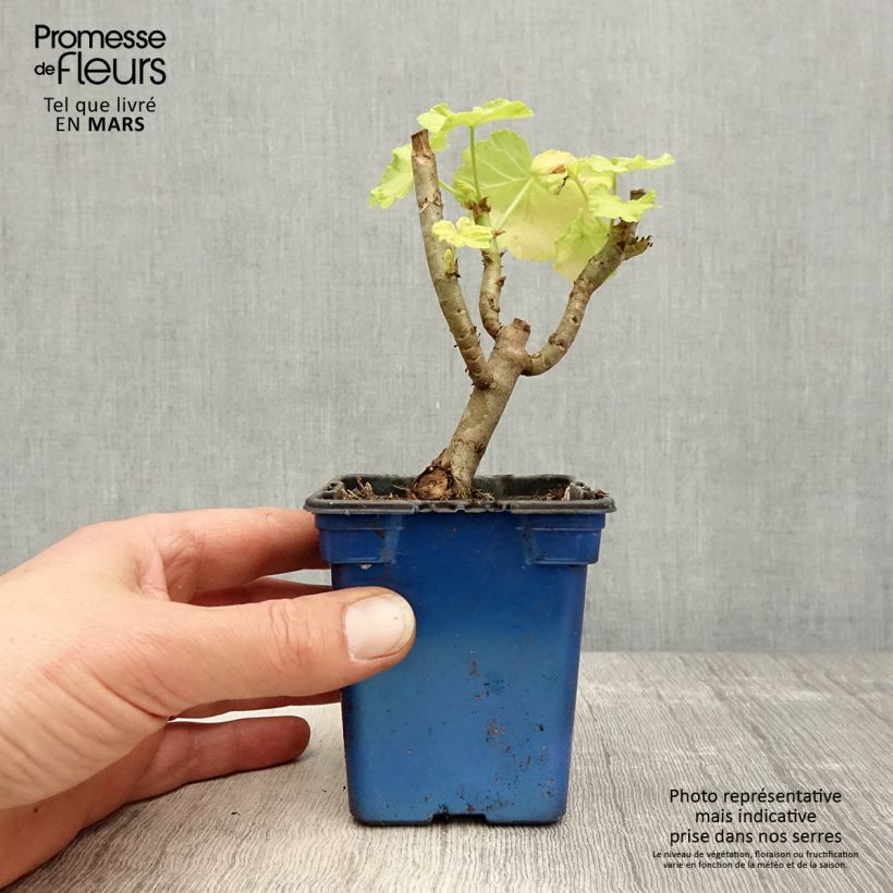 Spécimen de Géranium zonale Crystal Palace Gem - Pelargonium fantaisie Godet de 7/8 cm tel que livré au printemps