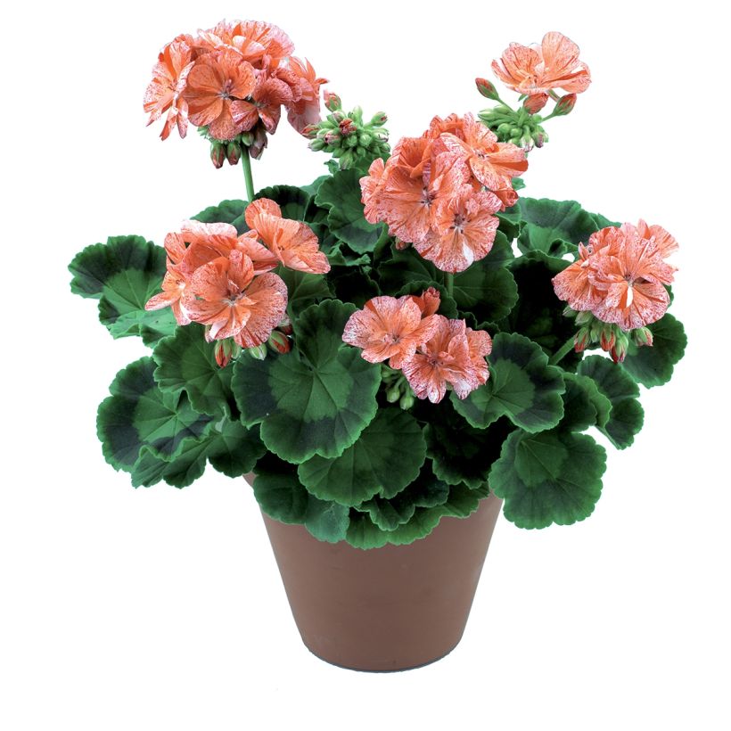 Gréanium zonale Flic Flac Red Nova - Pelargonium hortorum (Plant habit)