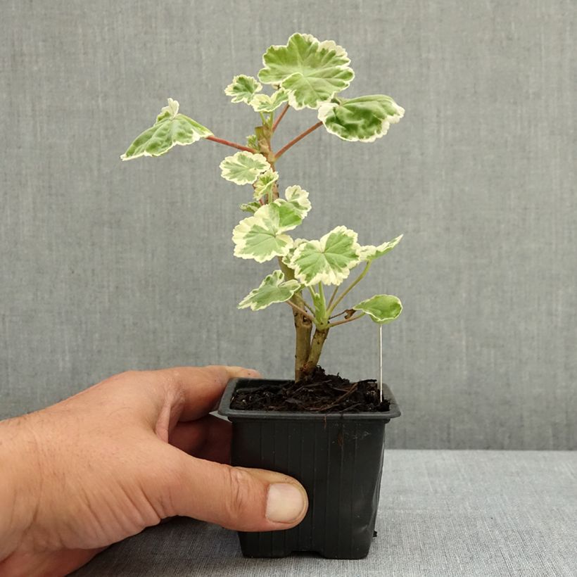 Spécimen de Géranium zonale Mme Salleron - Pelargonium fantaisie Godet de 7/8 cm tel que livré au printemps