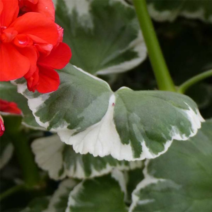 Géranium zonale Wilhelm Langguth - Pelargonium fantaisie (Foliage)