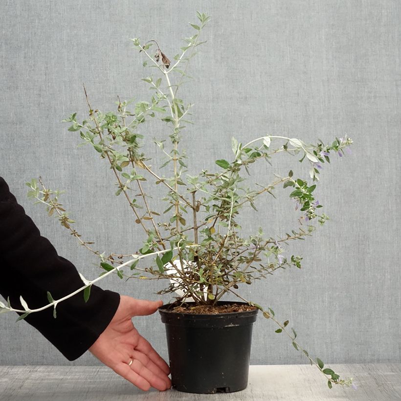 Example of Germandrée arbustive - Teucrium fruticans Pot de 2L/3L as you get in printemps