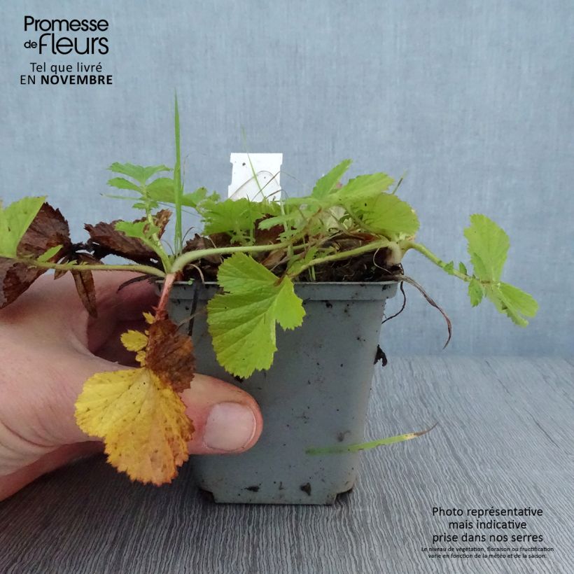 Spécimen de Geum Bell Bank - Benoîte rose soutenu Godet de 8/9 cm tel que livré en automne