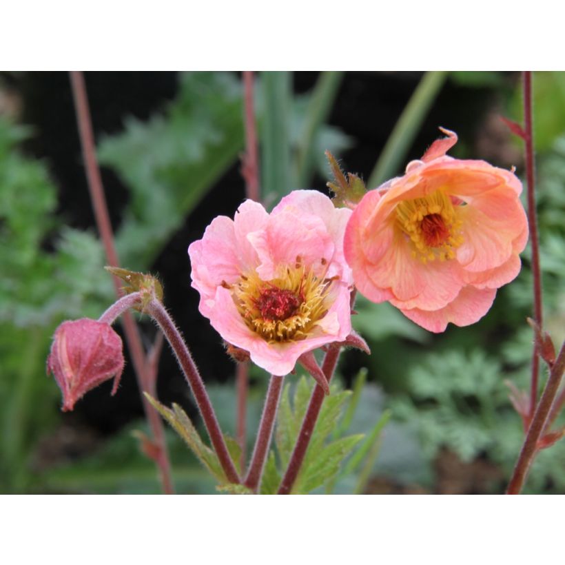 Geum Cosmopolitan - Benoite blanc-pêche (Flowering)