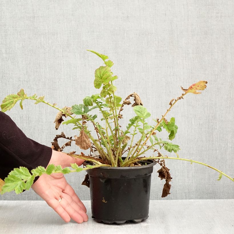 Spécimen de Geum chiloense Mrs Bradshaw - Benoîte rouge écarlate Pot de 2L/3L tel que livré en automne