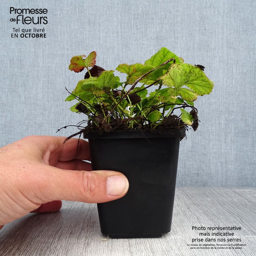 Spécimen de Geum coccineum Koi - Benoîte Godet de 8/9 cm tel que livré en automne