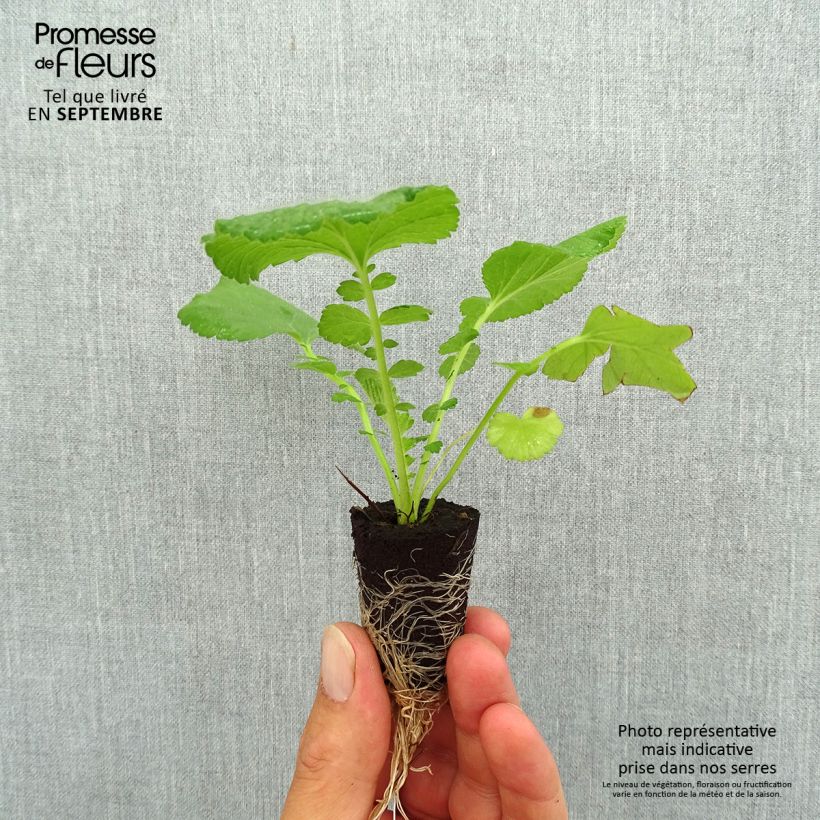 Example of Geum Coral Tempest - Benoîte hybride Mini-motte Ø 3/4 cm as you get in automne