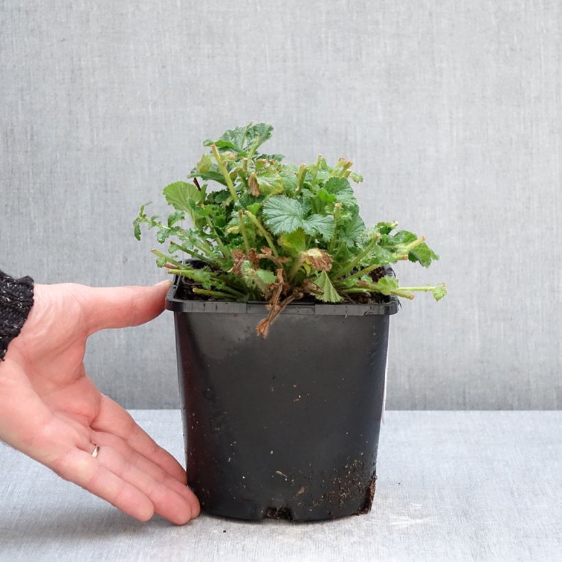 Example of Geum Coral Tempest - Benoîte hybride Pot de 2L/3L as you get in hiver