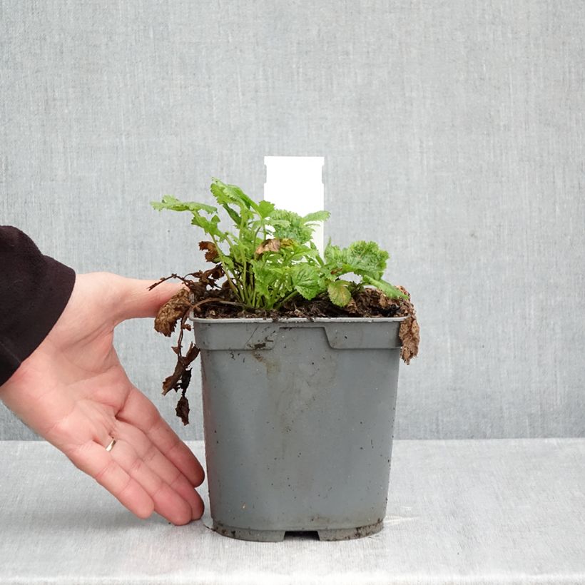 Spécimen de Geum Cosmopolitan - Benoite blanc-pêche Pot de 2L/3L tel que livré en automne