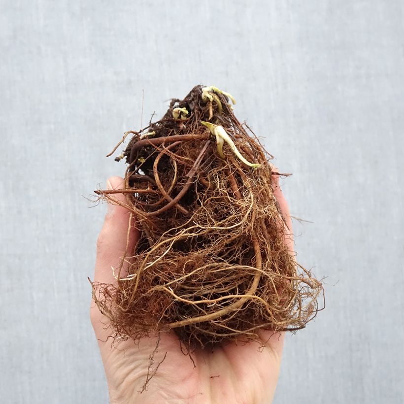 Example of Geum Cosmopolitan - Benoite blanc-pêche Racines nues, Qualité Extra équivalant à un pot de 2L as you get in hiver