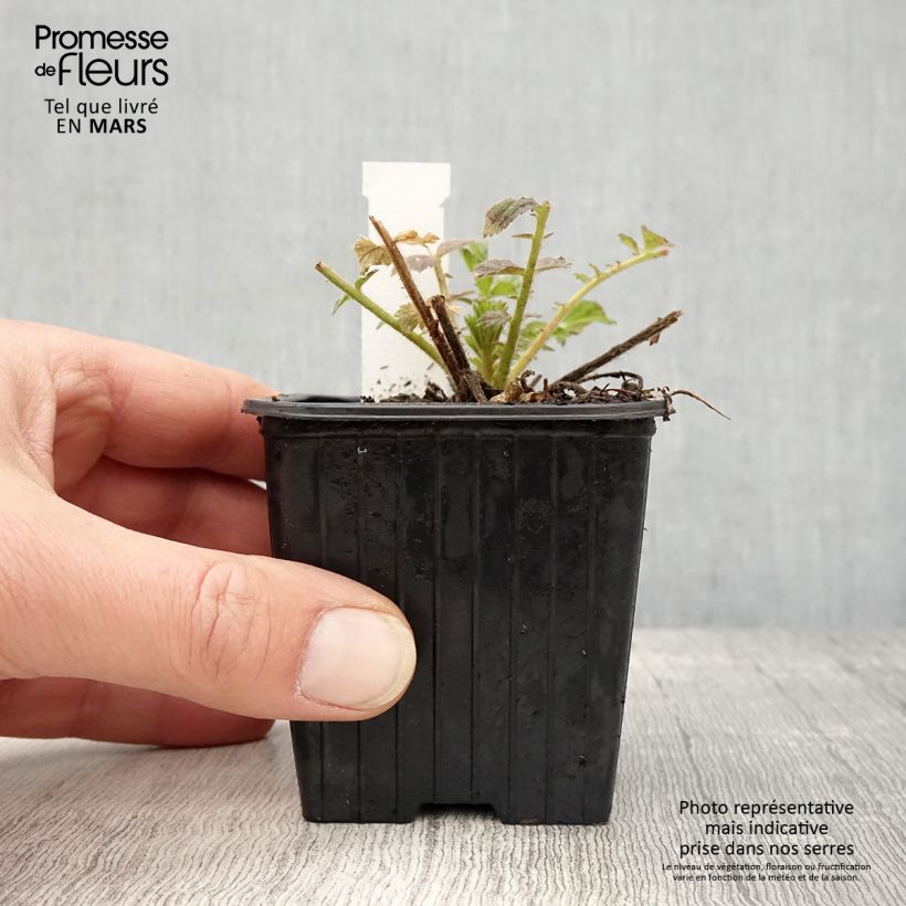 Example of Geum Fiery Tempest - Benoîte hybride Godet de 8/9 cm as you get in printemps