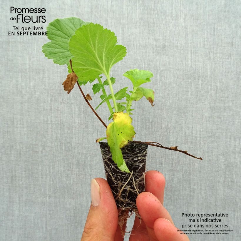 Example of Geum Fiery Tempest - Benoîte hybride Mini-motte Ø 3/4 cm as you get in automne