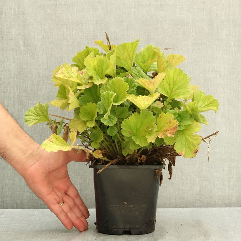 Spécimen de Geum Fiery Tempest - Benoîte hybride Pot de 2L/3L tel que livré en été