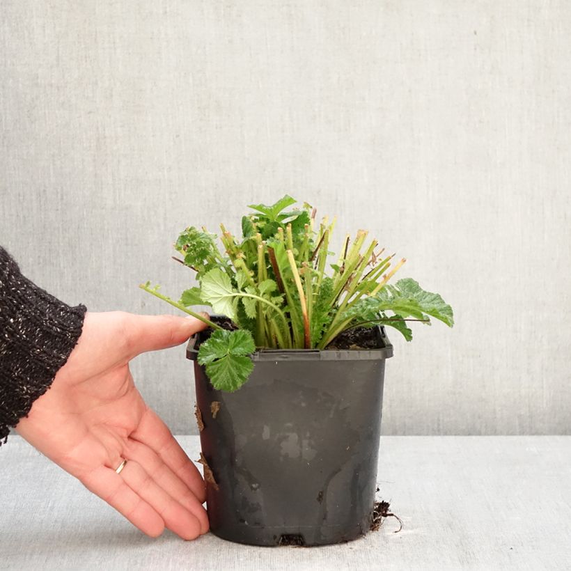 Example of Geum Fiery Tempest - Benoîte hybride Pot de 2L/3L as you get in hiver