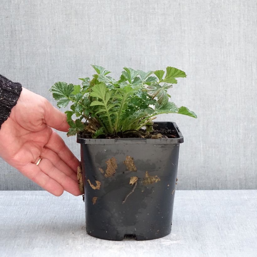 Spécimen de Geum Firestarter - Benoîte hybride Pot de 2L/3L tel que livré en hiver