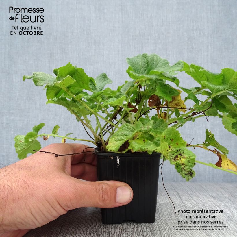 Spécimen de Geum Mai Tai - Benoîte saumon abricot  Godet de 8/9 cm tel que livré en automne