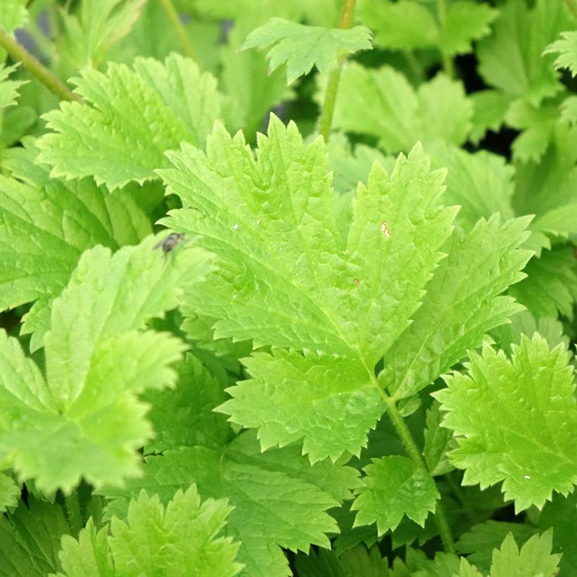 Geum Nonna - Benoîte (Foliage)