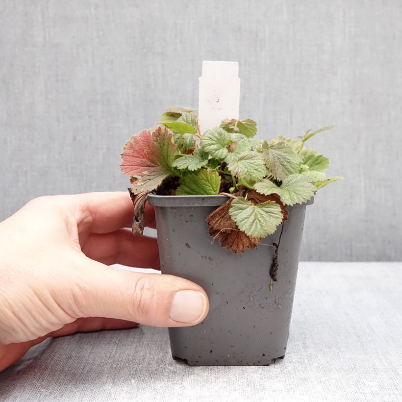 Example of Geum Orange Pumpkin - Benoîte Godet de 7/8 cm as you get in hiver