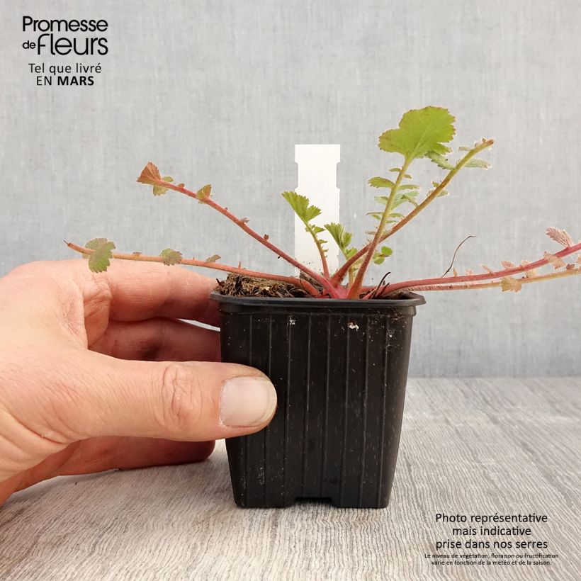 Example of Geum Prinses Juliana - Benoite orange et jaune Godet de 8/9 cm as you get in printemps