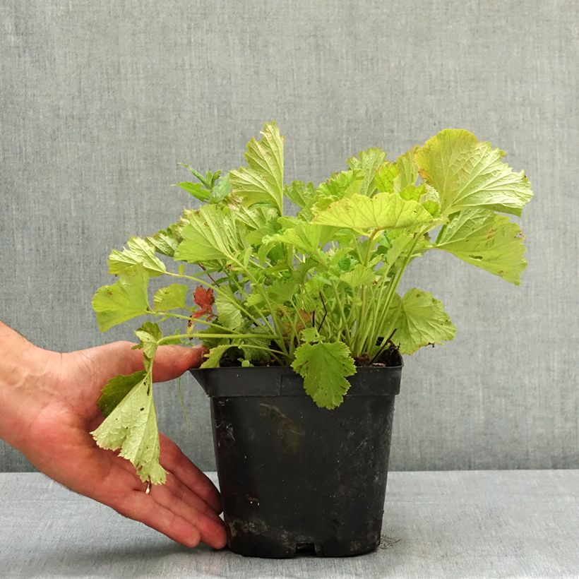 Spécimen de Geum rivale Leonard's Variety - Benoîte des Rives Pot de 2L/3L tel que livré en été