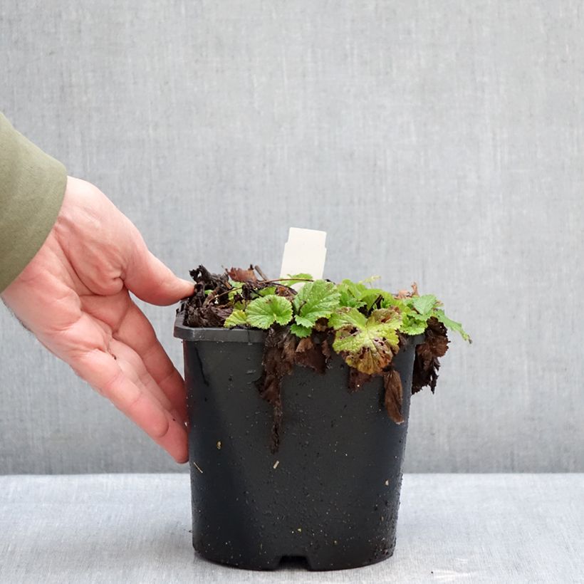 Spécimen de Geum rivale Leonard's Variety - Benoîte des Rives Pot de 2L/3L tel que livré en hiver