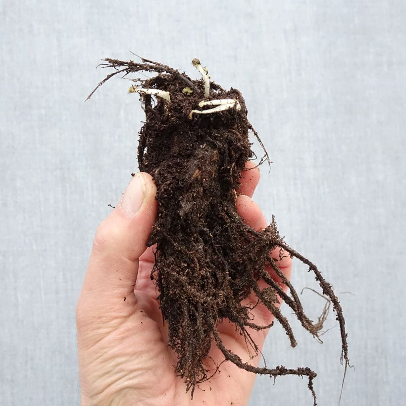 Spécimen de Geum rivale Leonard's Variety - Benoîte des Rives Racines nues, Qualité Extra équivalant à un pot de 2L tel que livré en hiver