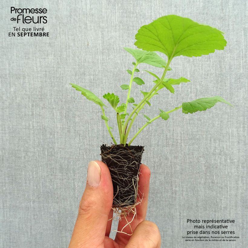 Example of Geum Scarlet Tempest - Benoîte hybride Mini-motte Ø 3/4 cm as you get in automne