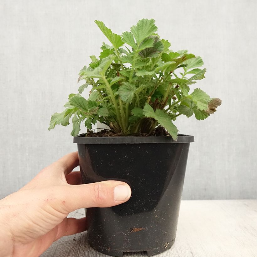 Example of Geum Scarlet Tempest - Benoîte hybride Pot de 2L/3L as you get in printemps