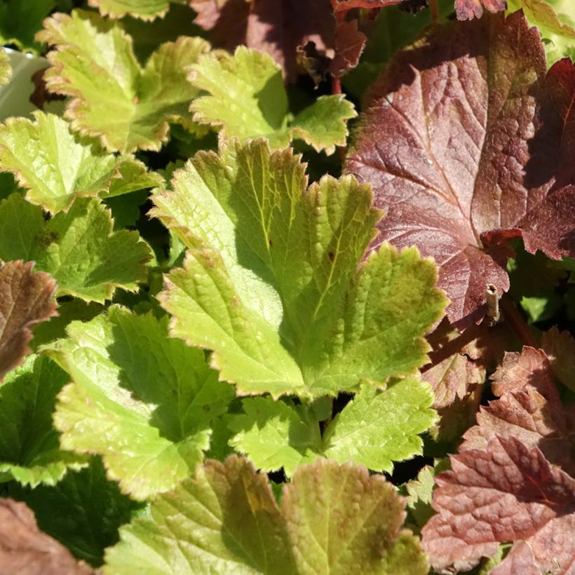 Geum Tempo Rose - Benoîte (Feuillage)