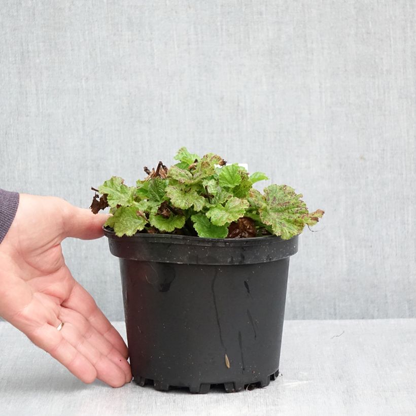 Spécimen de Geum Tempo Rose - Benoîte Pot de 2L/3L tel que livré en automne