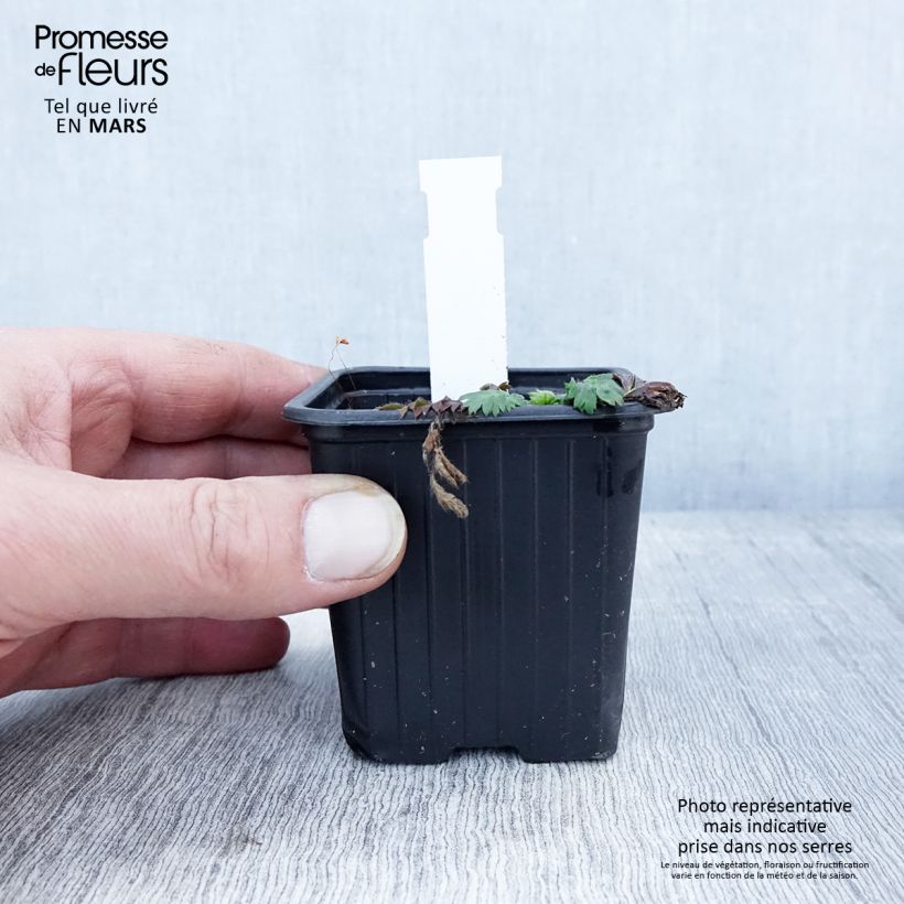 Spécimen de Geum triflorum - Benoîte rose rougeâtre Godet de 8/9 cm tel que livré au printemps