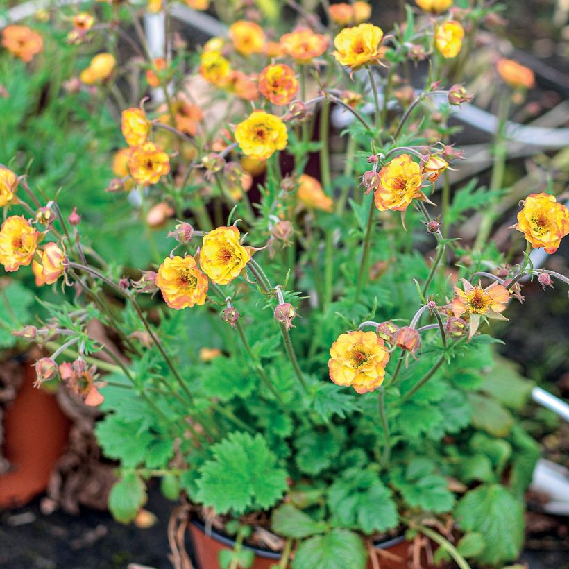 Geum Tutti Frutti - Benoîte jaune orangé (Port)