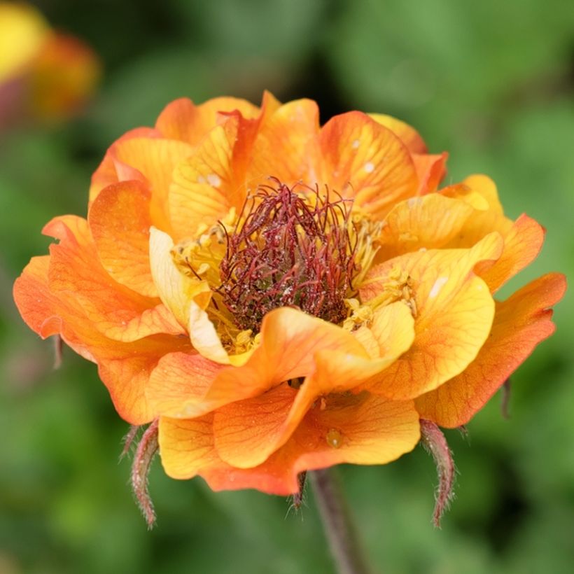 Geum Tutti Frutti - Benoîte jaune orangé (Floraison)