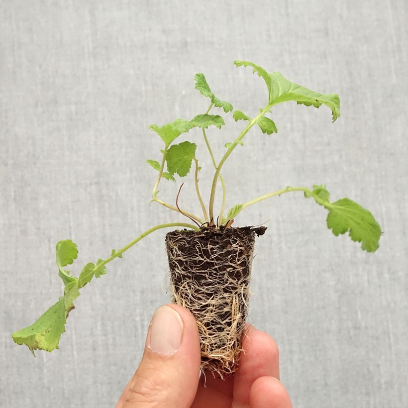 Spécimen de Geum Tutti Frutti - Benoîte jaune orangé Mini-motte Ø 3/4 cm tel que livré en automne