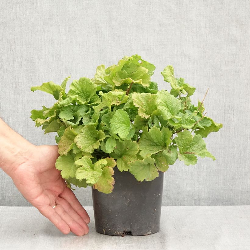 Spécimen de Geum Tutti Frutti - Benoîte jaune orangé Pot de 2L/3L tel que livré en été