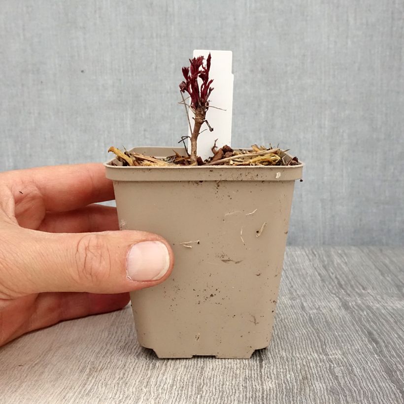 Example of Gillenia trifoliata Pink Profusion Godet de 8/9 cm as you get in printemps