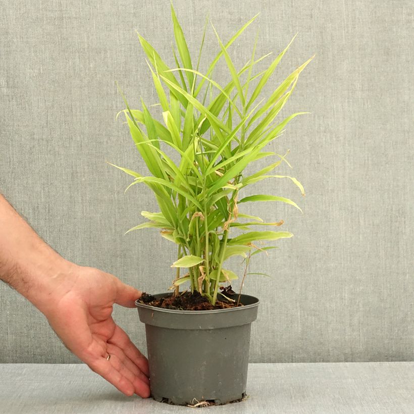 Spécimen de Gingembre - Zingiber officinale Pot de 1,5L/2L tel que livré en été