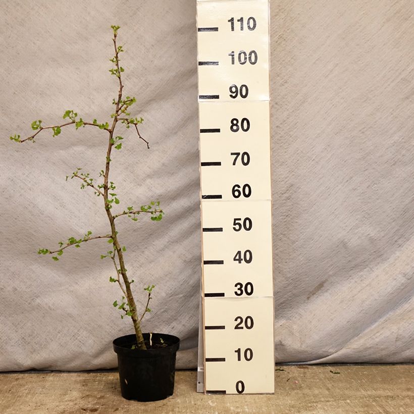 Example of Ginkgo biloba Blagon - Arbre aux quarante écus  Pot de 7,5L/10L as you get in printemps