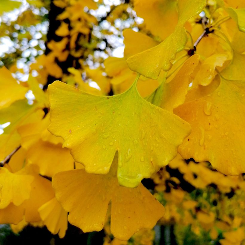 Ginkgo biloba Autumn Gold - Arbre aux quarante écus (Foliage)