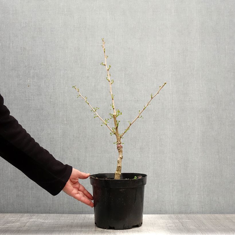 Example of Ginkgo biloba Baldi - Arbre aux quarante écus nain Pot de 4L/5L as you get in printemps