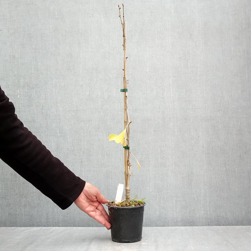 Spécimen de Ginkgo biloba Blagon - Arbre aux quarante écus  Pot de 1L/1,5L tel que livré en automne