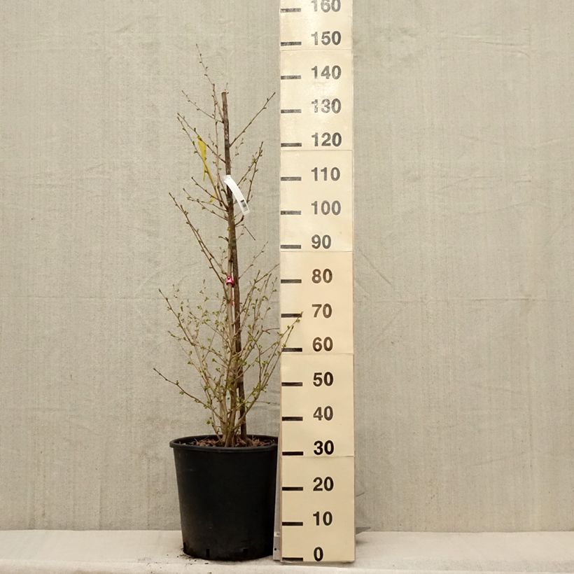 Example of Ginkgo biloba Eiffel Pot de 30L/35L as you get in printemps