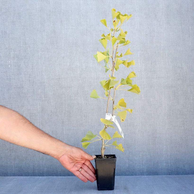 Spécimen de Ginkgo Biloba fastigiata Gold Flame - Arbre aux quarante écus Pot de 1L/1,5L tel que livré en été