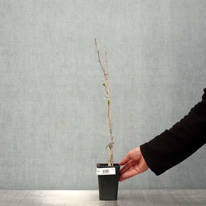 Example of Ginkgo Biloba fastigiata Gold Flame - Arbre aux quarante écus Pot de 1L/1,5L as you get in printemps