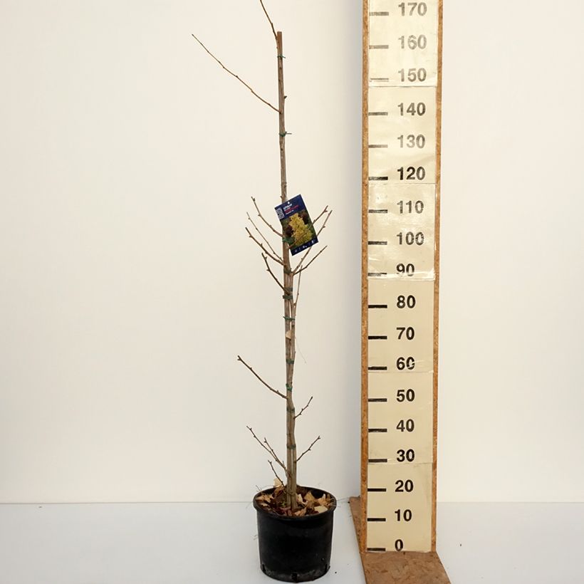 Spécimen de Ginkgo Biloba fastigiata Gold Flame - Arbre aux quarante écus Pot de 7,5L/10L tel que livré en automne