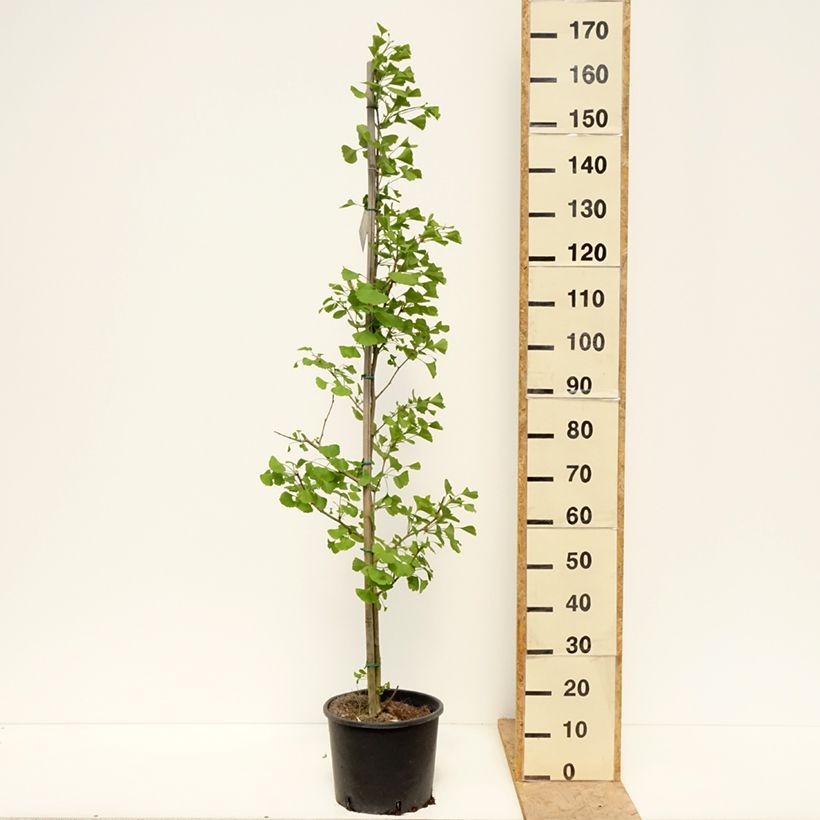 Example of Ginkgo Biloba fastigiata Gold Flame - Arbre aux quarante écus Pot de 7,5L/10L as you get in printemps